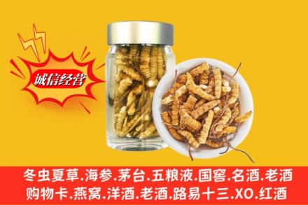 盐城市射阳回收散虫草